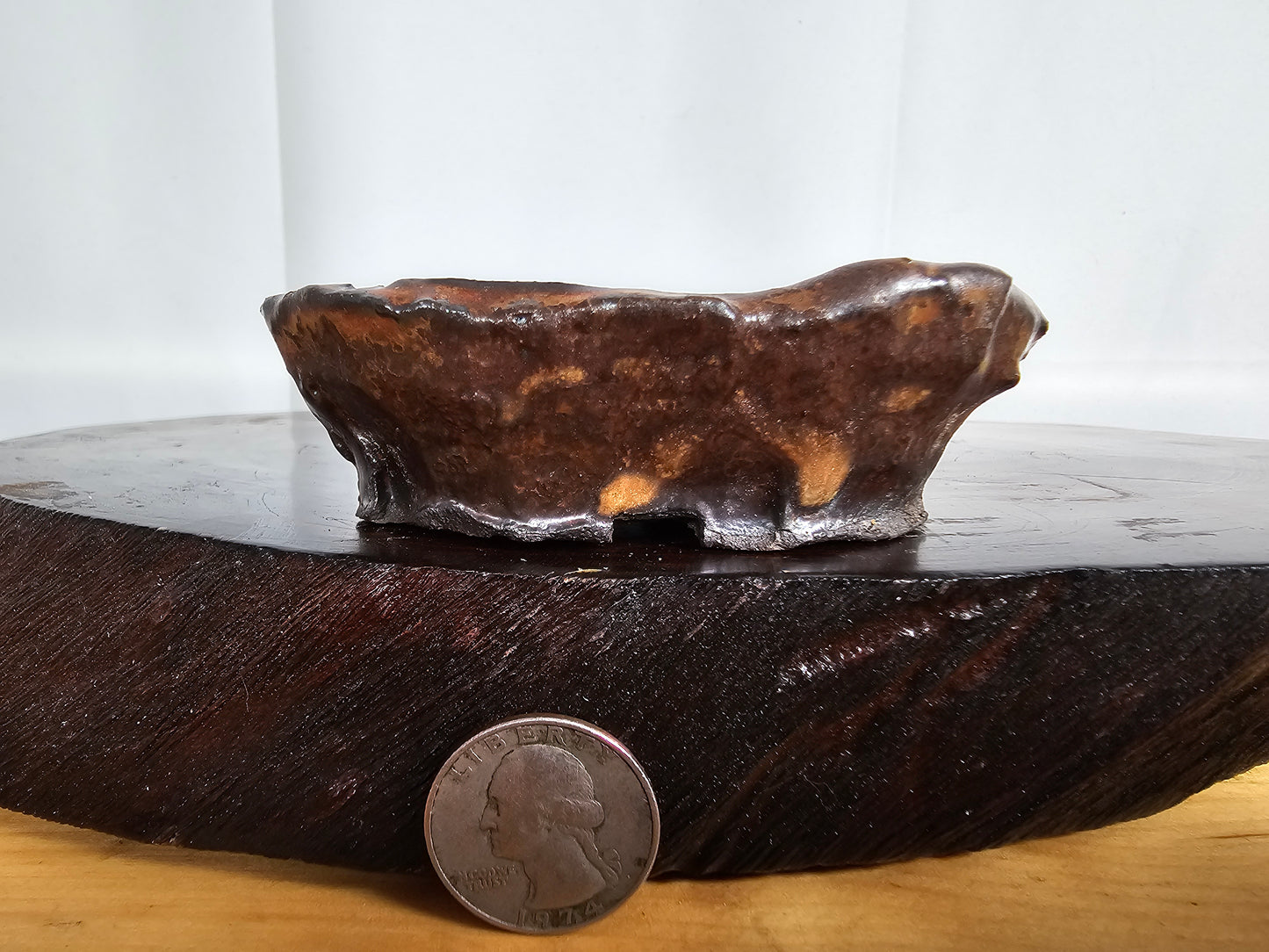 Shino Oval #1